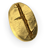 Coffee Bean Gold